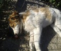 35 σκυλιά νεκρά από φόλες, καταδικάζει το έγκλημα ο Δήμος Άργους Μυκηνών