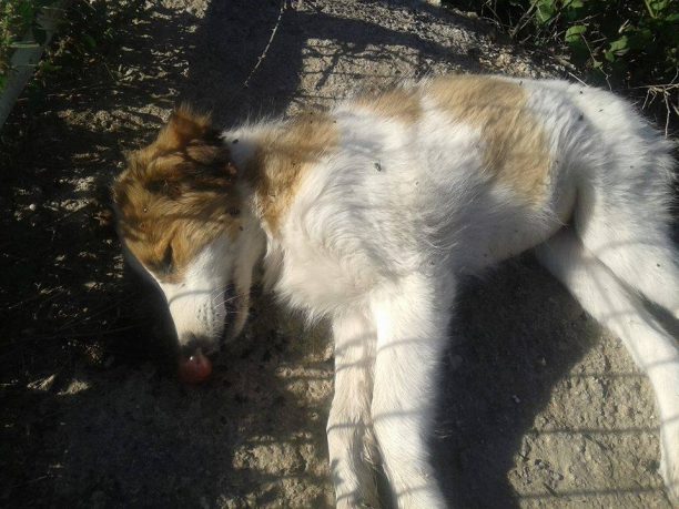 35 σκυλιά νεκρά από φόλες, καταδικάζει το έγκλημα ο Δήμος Άργους Μυκηνών