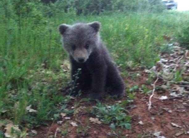 Ελπίζουν το αρκουδάκι που βρέθηκε μόνο του να έσμιξε ξανά με τη μαμά του στην Καστοριά (βίντεο)