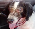 Έσωσαν το άρρωστο σκυλί που περιφερόταν σχεδόν τυφλό στον Ασπρόπυργο (βίντεο)