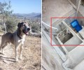 Παιανία: 2 μήνες μετά τον πυροβολισμό του ο σκύλος ψάχνει εκείνους που θα τον κάνουν μέλος της οικογένειας τους