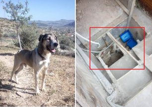 Παιανία: 2 μήνες μετά τον πυροβολισμό του ο σκύλος ψάχνει εκείνους που θα τον κάνουν μέλος της οικογένειας τους