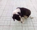 Ασφαλής ο γέρικος σκύλος που πάσχει από αρθριτικά και περιφερόταν για μέρες στο Μπουρνάζι σέρνοντας τα πόδια του