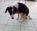 Έκκληση για το παράλυτο σκυλί που περιφέρεται στο Μπουρνάζι Περιστερίου