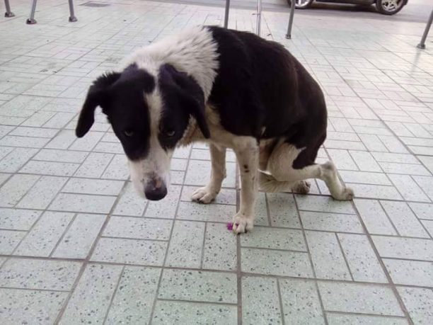 Έκκληση για την φιλοξενία/υιοθεσία του ηλικιωμένου παράλυτου σκύλο που περιφερόταν στο Περιστέρι