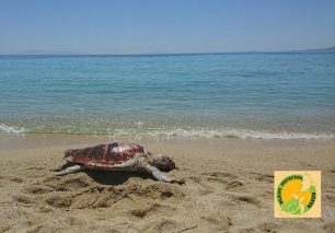 Άλλη μια θαλάσσια χελώνα καρέτα – καρέτα νεκρή χτυπημένη στο κεφάλι σε παραλία της Νάξου