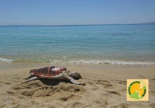 Άλλη μια θαλάσσια χελώνα καρέτα – καρέτα νεκρή χτυπημένη στο κεφάλι σε παραλία της Νάξου