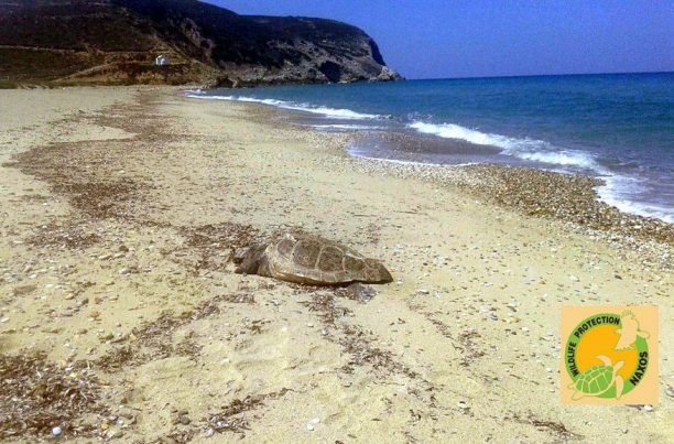 Άλλη μια νεκρή θαλάσσια χελώνα καρέτα - καρέτα χτυπημένη στο κεφάλι εκβράστηκε στη Νάξο