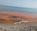 Νεκρές τσούχτρες, ψάρια και ένα δελφίνι στην παραλία της Κινέτας