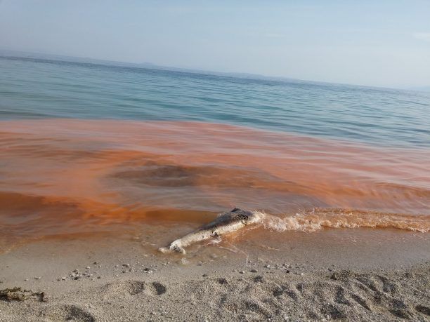 Νεκρές τσούχτρες, ψάρια και ένα δελφίνι στην παραλία της Κινέτας