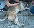 Έσωσαν την σκυλίτσα που ήταν ακίνητη στο έδαφος για μέρες στο Δενδροχώρι Τρικάλων (βίντεο)