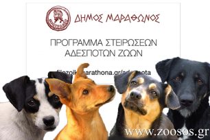 Στειρώσεις αδέσποτων θηλυκών και αρσενικών σκύλων στον Δήμο Μαραθώνα