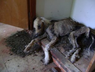 Εκάλη: Βρήκε 5 πτώματα σκύλων που κάποιος σκόπιμα εγκλώβισε σε ακατοίκητο σπίτι για να πεθάνουν από την ασιτία