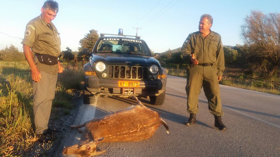 Άλλο ένα ελάφι στη Ρόδο θύμα τροχαίου 1 ElafiRodouAprilios2016 (3)