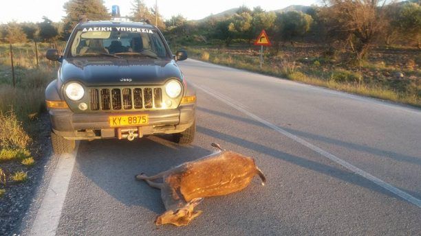 Άλλο ένα ελάφι στη Ρόδο θύμα τροχαίου