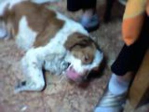 Βρέθηκε θηλυκό σκυλί Επανιέλ Μπρετόν στον Πειραιά