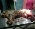 Έκκληση για να καλυφθούν τα έξοδα νοσηλείας του πυροβολημένου σκύλου που βρέθηκε στο Φυτόκο Μαγνησίας