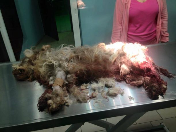 Έκκληση για να καλυφθούν τα έξοδα νοσηλείας του πυροβολημένου σκύλου που βρέθηκε στο Φυτόκο Μαγνησίας