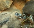 Γεράκια μπερδεύουν το πλαστικό με τροφή σε ακατοίκητη βραχονησίδα του Αιγαίου