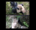 Γιάννενα: Βρήκε τον σκύλο νεκρό κλεισμένο σε μαύρη σακούλα δεμένη με σύρμα