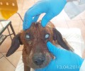 Γιαννιτσά: Βρήκε τον σκύλο τυφλό καλυμμένο με ασβέστη
