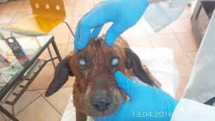 Γιαννιτσά: Βρήκε τον σκύλο τυφλό καλυμμένο με ασβέστη