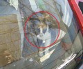 Γρεβενά: Έσωσαν τη γάτα που ψυχικά ασθενής είχε κλείσει σε Ι.Χ. για 3 μέρες χωρίς τροφή και νερό