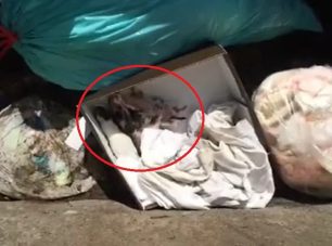 Πέθαναν τα γατάκια που βρέθηκαν πεταμένα σε κάδο σκουπιδιών στην Ηλιούπολη (βίντεο)