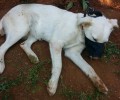 Αναζητούν την σκυλίτσα που χάθηκε φορώντας φίμωτρο στον Ωρωπό Αττικής