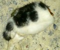 Βρήκε τη γάτα κομμένη στην κυριολεξία στη μέση στο Καλό Χωριό Λασιθίου