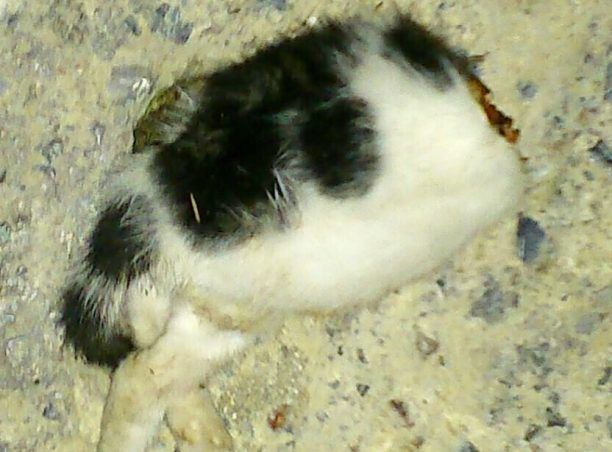 Βρήκε τη γάτα κομμένη στην κυριολεξία στη μέση στο Καλό Χωριό Λασιθίου