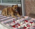 Αποχαιρετώντας τον Κανέλο, έναν από τους πιο γνωστούς αδέσποτους σκύλους του Πειραιά