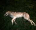 Ξημερώματα Παρασκευής δηλητηρίασαν 8 σκυλιά στο Καρπενήσι