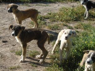 Έκκληση για τη σωτηρία 5 σκελετωμένων κουταβιών που βρέθηκαν έξω από τη Λιβαδειά