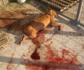 Ξεκοιλιασμένα, άρρωστα, νεκρά σκυλιά εγκαταλελειμμένα στο Δημοτικό Κυνοκομείο Αλεξάνδρειας Ημαθίας (βίντεο)