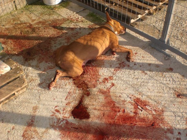 Ξεκοιλιασμένα, άρρωστα, νεκρά σκυλιά εγκαταλελειμμένα στο Δημοτικό Κυνοκομείο Αλεξάνδρειας Ημαθίας (βίντεο)