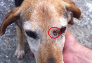 Πυροβόλησε τον σκύλο με αεροβόλο στο μάτι στο Λαφύστι Βοιωτίας