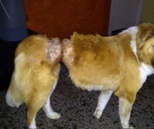 Βρήκαν τον σκύλο να υποφέρει απ’ τη συρμάτινη θηλιά στο κορμί του στη Λαγόρραχη Πιερίας