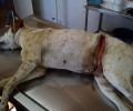 Λαμία: Εντόπισαν και φροντίζουν τον ηλικιωμένο σκύλο που περιφερόταν τραυματισμένος από συρμάτινη θηλιά