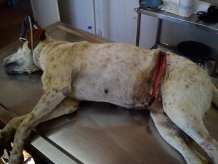Λαμία: Εντόπισαν και φροντίζουν τον ηλικιωμένο σκύλο που περιφερόταν τραυματισμένος από συρμάτινη θηλιά