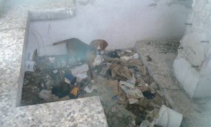 Βρήκε το κυνηγόσκυλο δεμένο χωρίς τροφή και νερό σε υπόγειο αποθήκης στο Λιποχώρι Σκύδρας (βίντεο)
