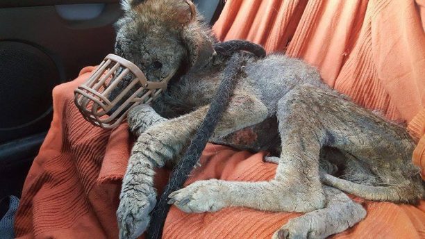 Πέθανε ο σκύλος που περιφερόταν σκελετωμένος και άρρωστος στο Μαρούσι