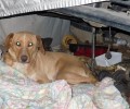 Έκκληση για την υιοθεσία της σκυλίτσας που τρομοκρατημένη ζει κάτω από ένα εγκαταλελειμμένο όχημα στο Ηράκλειο Κρήτης