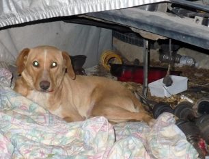 Έκκληση για την υιοθεσία της σκυλίτσας που τρομοκρατημένη ζει κάτω από ένα εγκαταλελειμμένο όχημα στο Ηράκλειο Κρήτης