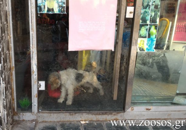 Κατάσχεσαν τα 3 σκυλιά που κακοποιούσε η ιδιοκτήτρια τους στο κέντρο της Αθήνας (βίντεο)