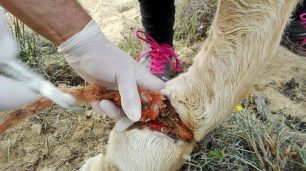 Δεκάδες φιλοζωικοί φορείς κατά βουλευτών του ΣΥ.ΡΙΖ.Α. που υποστηρίζουν ότι η παστούρα δεν είναι κακοποίηση και ζητούν να μην διώκονται οι βασανιστές των ζώων