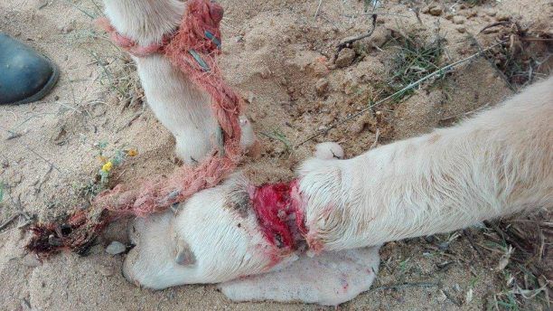 Μύκονος: Εξαφάνισε τις αγελάδες που κινδυνεύουν με ακρωτηριασμό από τις πληγές που προκάλεσε στα πόδια τους (βίντεο)