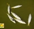 Νεκρά ψάρια και νερό γεμάτο αφρούς στο υδροβιότοπο της Νάξου