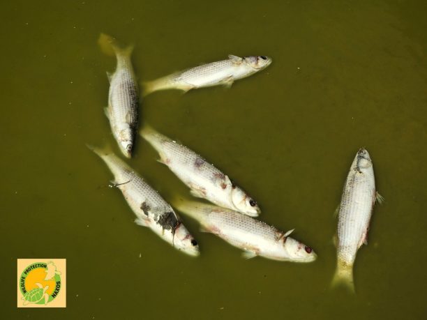 Νεκρά ψάρια και νερό γεμάτο αφρούς στο υδροβιότοπο της Νάξου