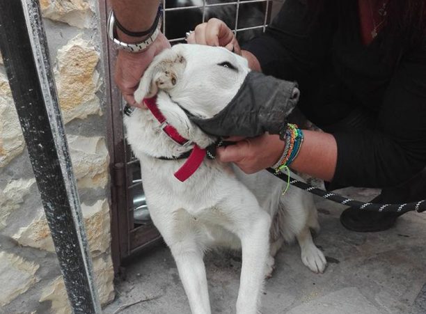 Ωρωπός: Βρήκαν και έσωσαν την σκυλίτσα που περιφερόταν φοβισμένη φορώντας επί 15 μέρες φίμωτρο!